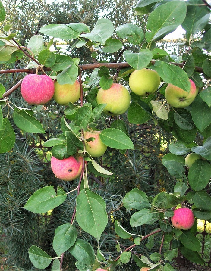 Яблоня Мантет 1 шт цена и фото