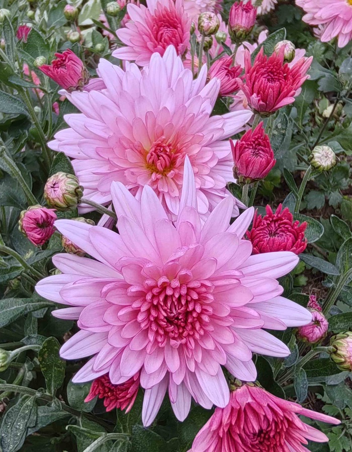 Хризантема мультифлора Арес Розовая ASF 1 шт Р9 499₽