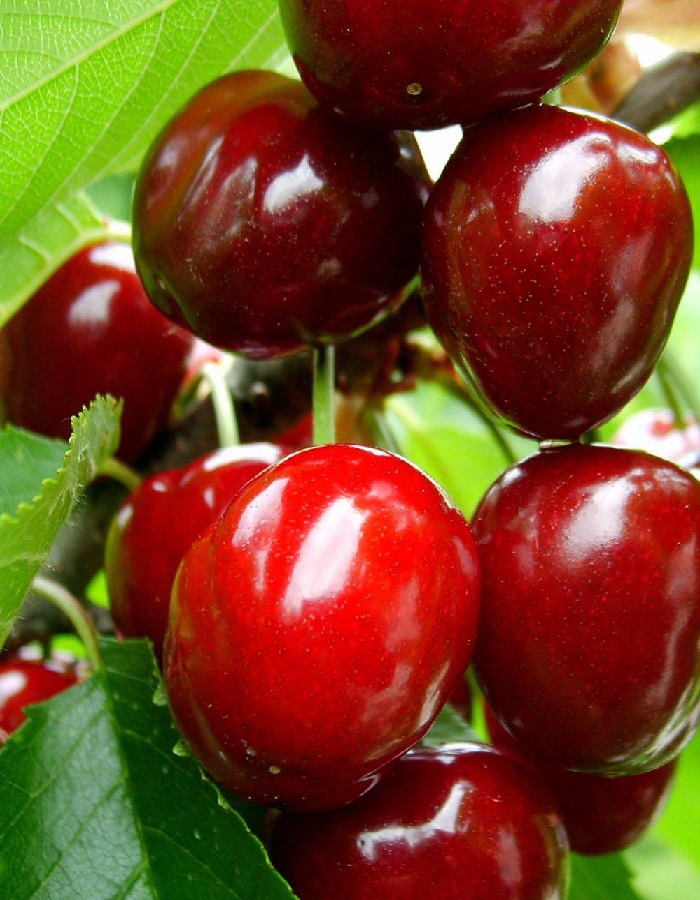 

Черешня Веда