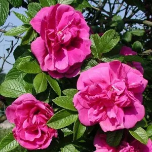 Роза парковая Ханса