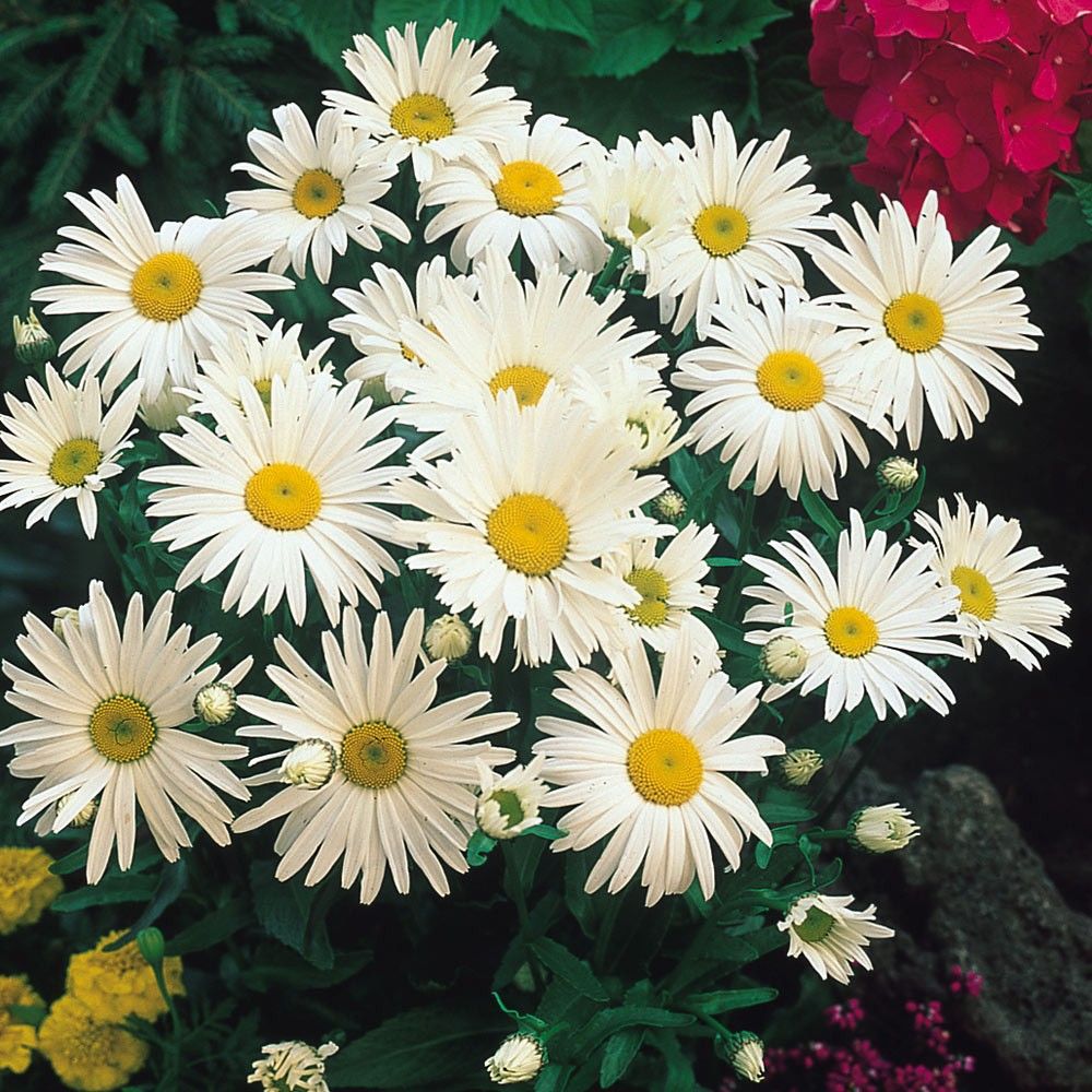 

Хризантема Ариэль ASF 1 шт Р9