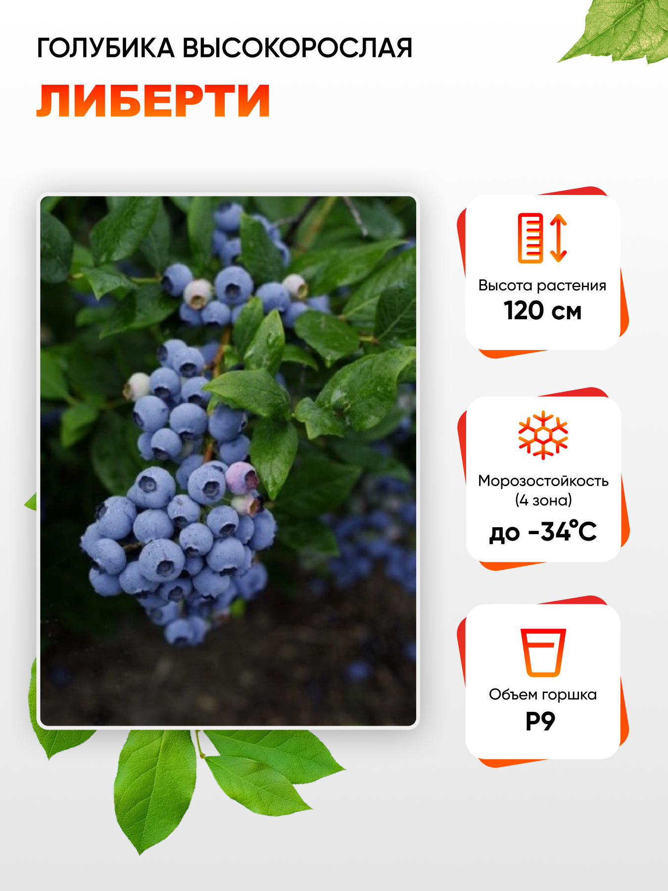 

Голубика высокорослая Либерти