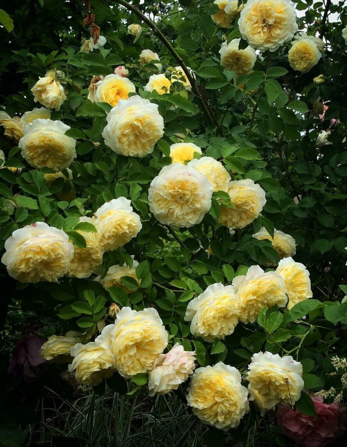 Роза английская Пилигрим 1 шт цена и фото
