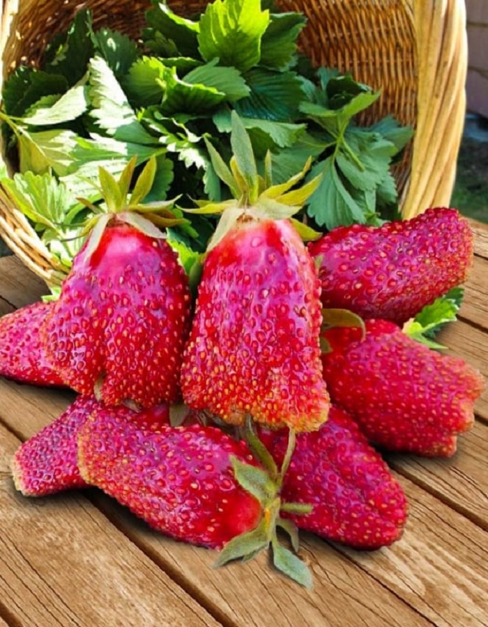 

Земклуника Купчина