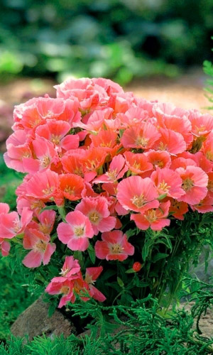 Годеция крупноцветковая Оранжевый закат (УД) 0,1 гр цв п