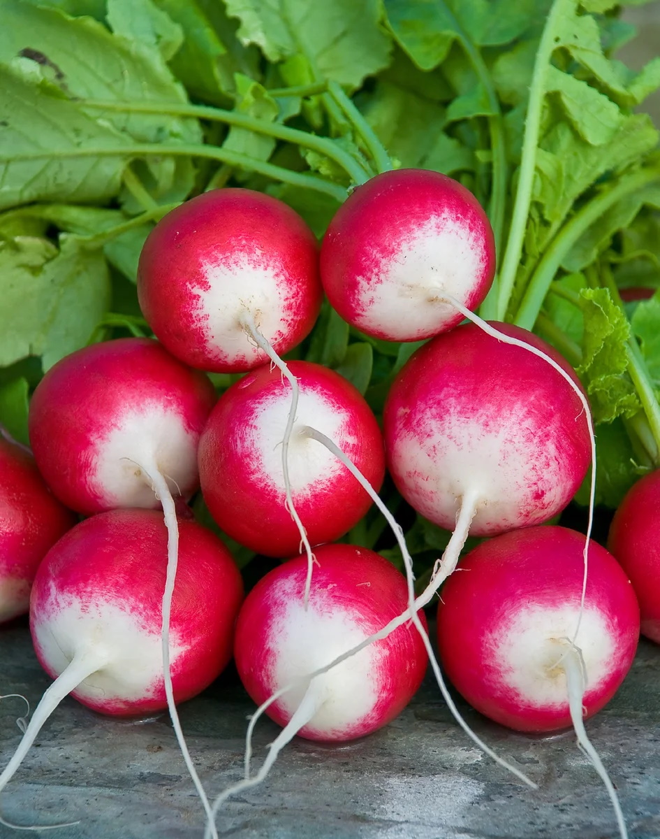 

Редис Розово-красный с белым кончиком 10 гр цв.п (Сортсемовощ)