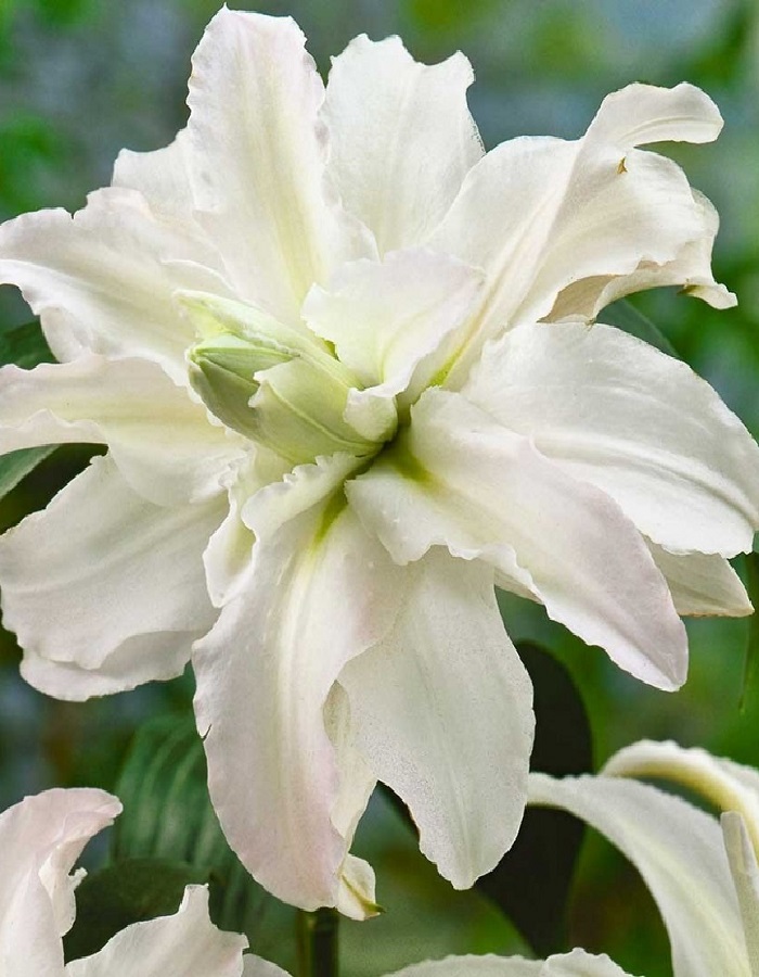 Лилия Северная звезда (горшок), Многолетние цветы и травы, Лилия