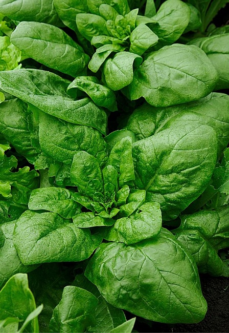 

Шпинат Матадор 1 гр б.п