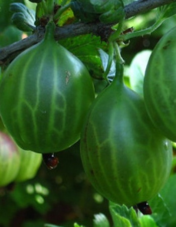 

Крыжовник обыкновенный Уральский изумруд