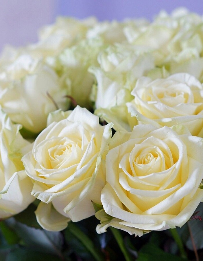 

Роза чайно-гибридная Уайт Наоми 1 шт