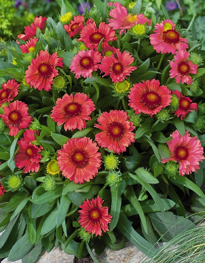 

Гайлардия грандифлора Аризона Ред Шейдес ASF 1 шт Р9