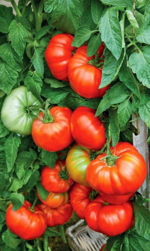 Томат Сахарная молния-крупноплодный (УД) 20 шт цв.п