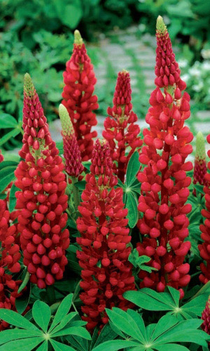 Люпин Гранатовый браслет (УД) 0,25 гр 