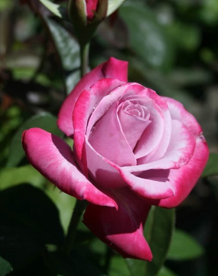 Роза чайно-гибридная Парадиз 1 шт роза чайно гибридная гейша 1 шт