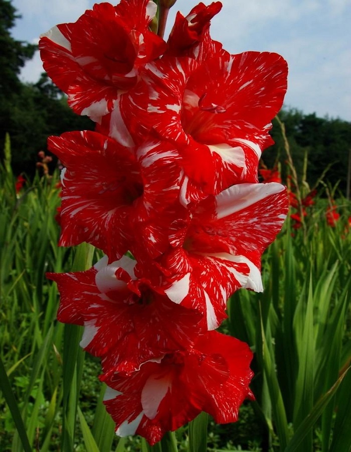 

Гладиолус Зизани