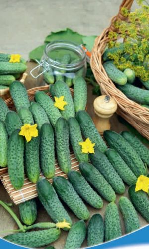 Огурец Тещин секрет - корнишон (УД) 10 шт цв.п