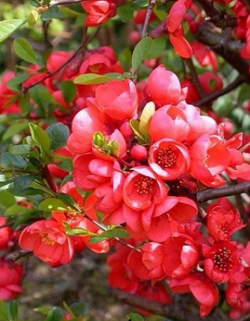 

Айва Рубра Грандифлора 1 шт. ЗКС р9