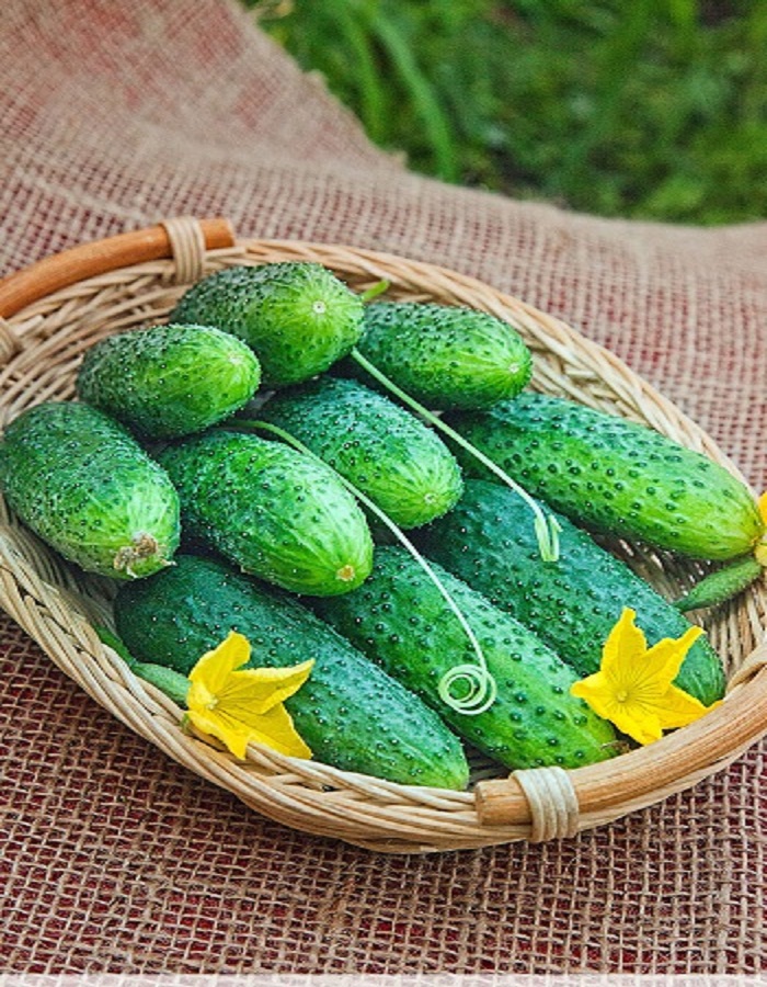 

Огурец Пальчик 5 гр ц.п (Сортсемовощ)