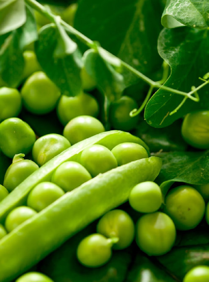 

Горох Сахарный гигант (УД) 5 гр цв.п.