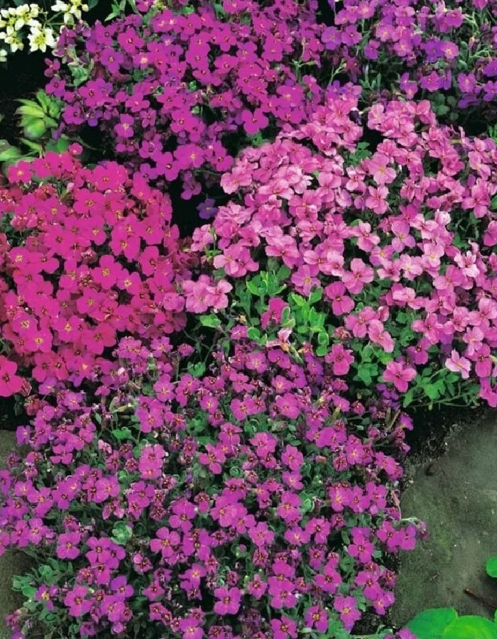 

Обриета Живой ковер, смесь сортов (Аэлита) 0,05 гр цв п