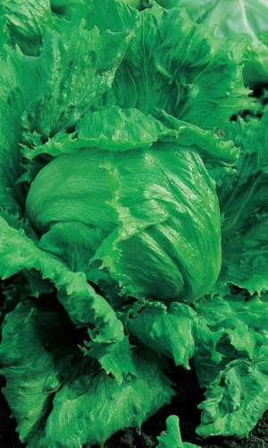 Салат Спринтер (УД) 0,25 гр цв.п