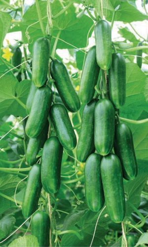 Огурец Египетская сила (УД) 10 шт цв п