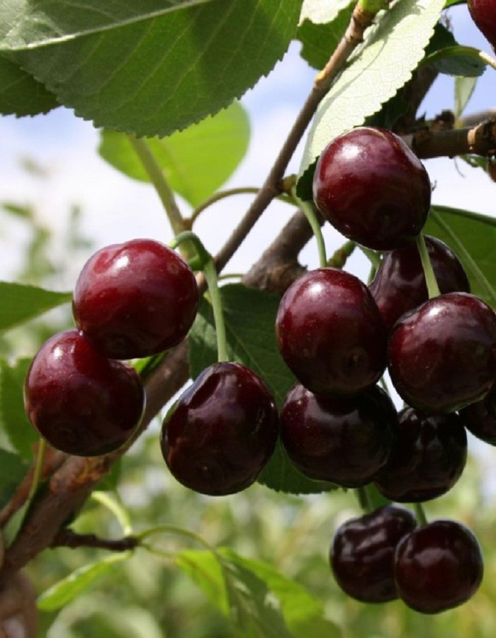 

Вишне-черешневый гибрид (ВЧГ) Кормилица