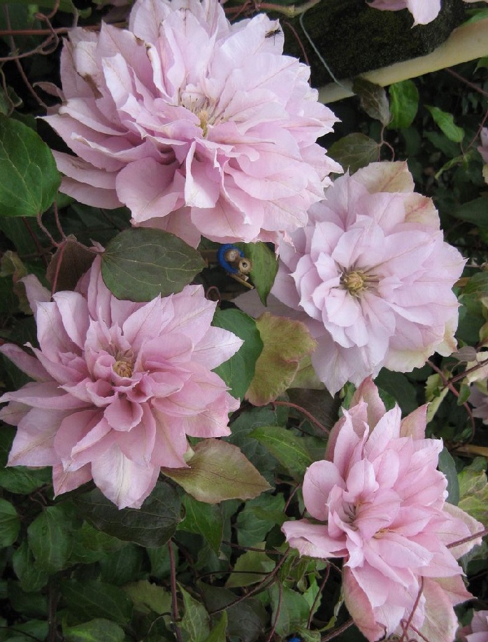 

Клематис Виолет Элизабет