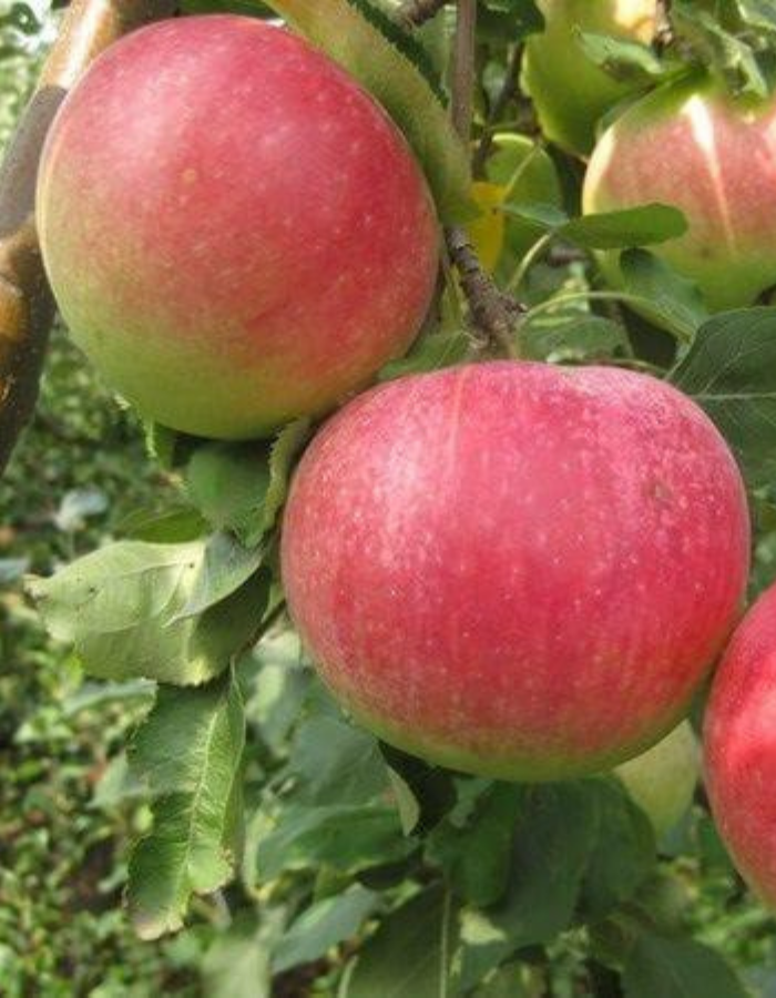 Яблоня Сурхурай (3 года) 1 шт яблоня конфетное 3 года 1 шт
