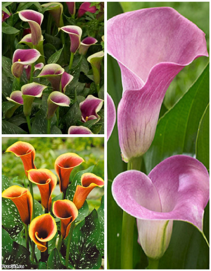 

Микс калл Жемчужина души 3 шт.