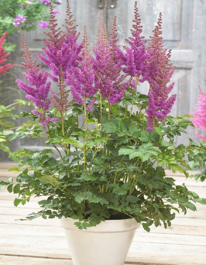 Астильба Блэк энд Блю ASF 449₽