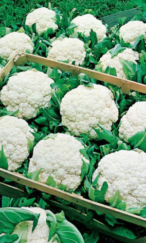 Капуста цветная Четыре сезона (УД) 0,25 гр цв.п.