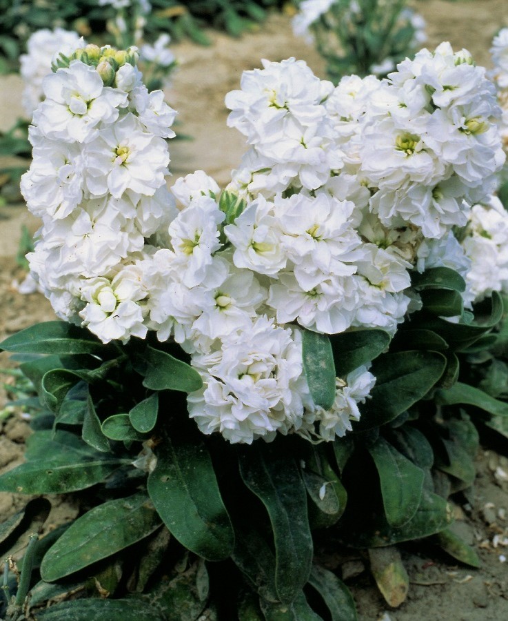 

Маттиола Синдерелла Вайт 50шт (Takii Seed)