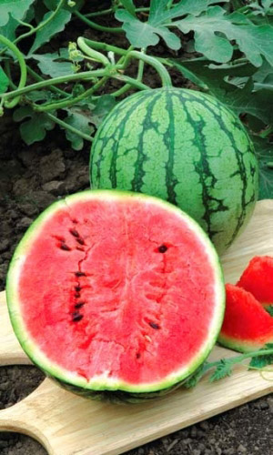 Арбуз Землянин (УД) 10 шт цв п