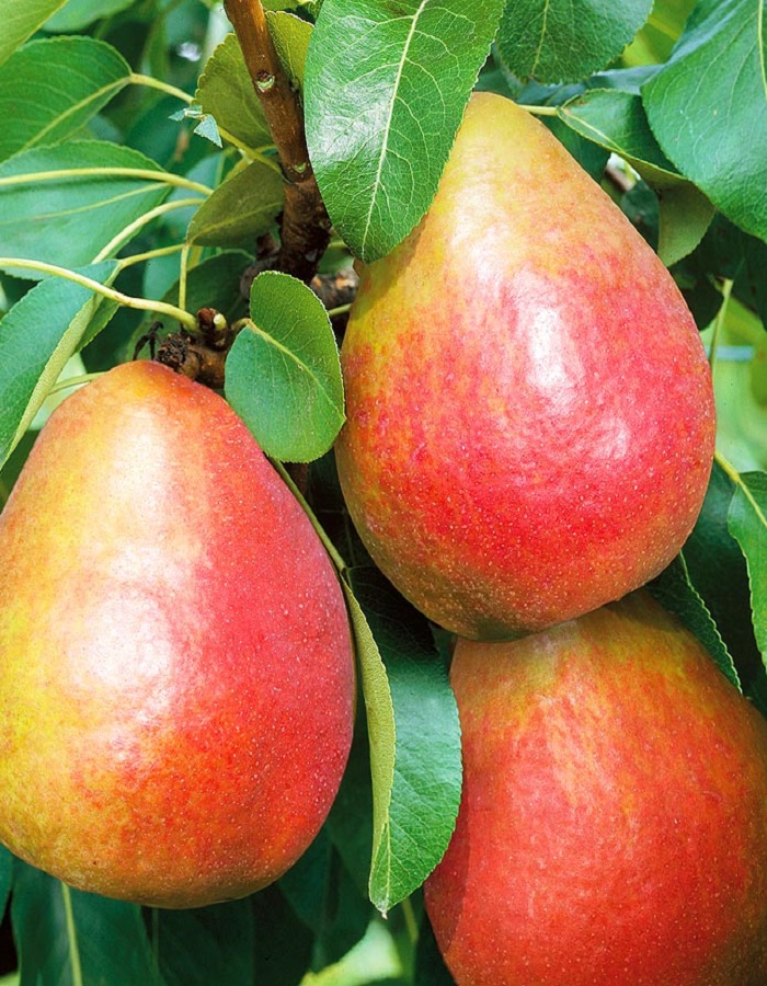 

Груша Радужная