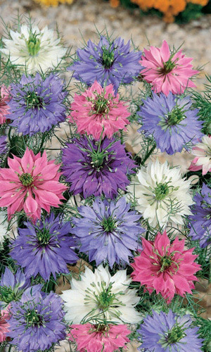 Нигелла Дамасская смесь окрасок (УД) 0,2 г цв п