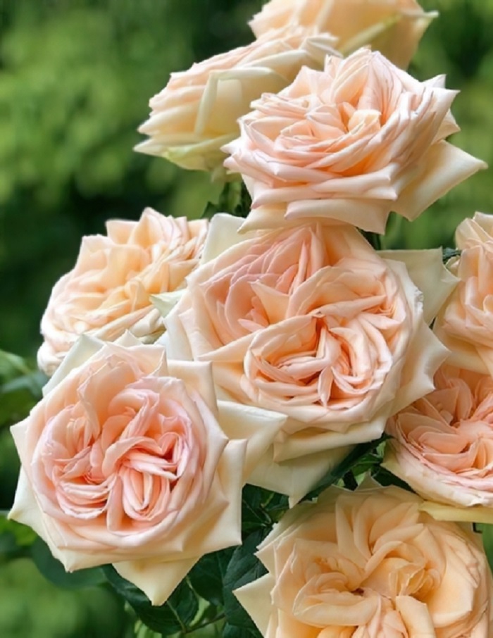 Роза японская Принцесса Майя 1 шт роза принцесса мари пулсен