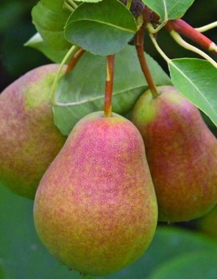 

Груша Декабринка