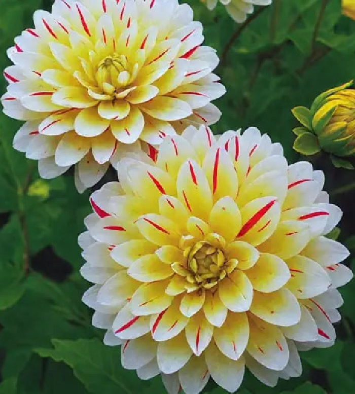 Георгина Крем Сайленс 1 шт