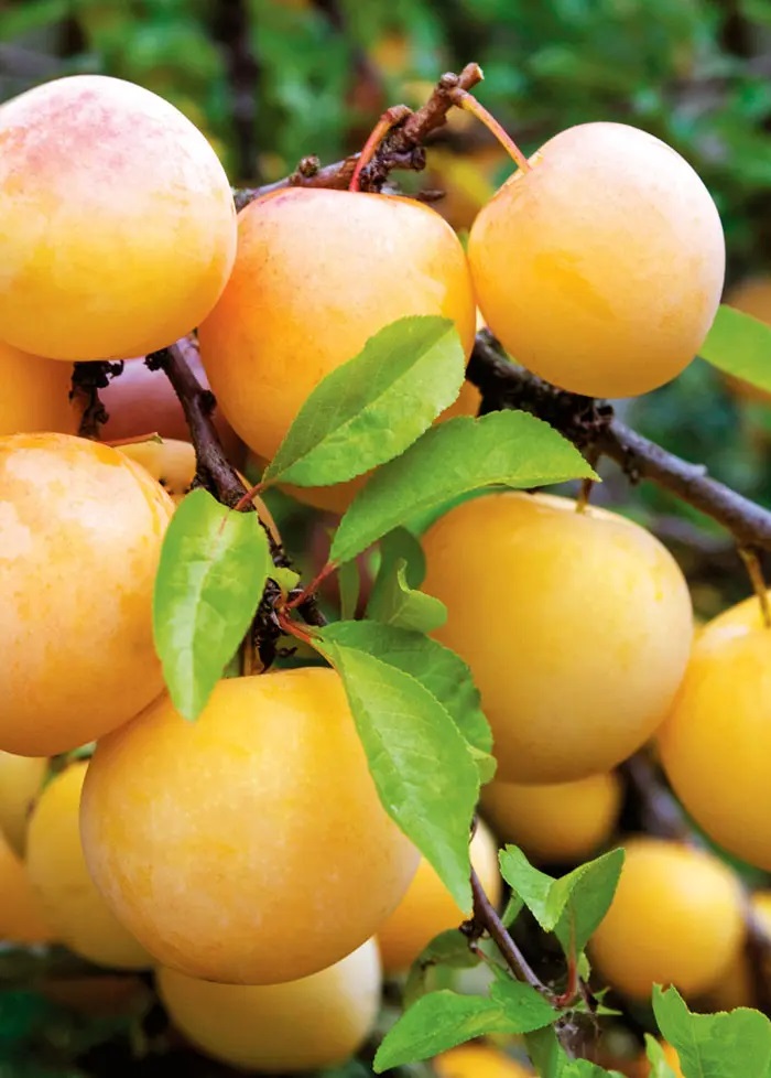 

Слива Уральская золотистая