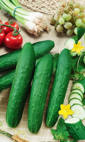 Огурец Русский Деликатес - салатный F1 (УД) 12 шт
