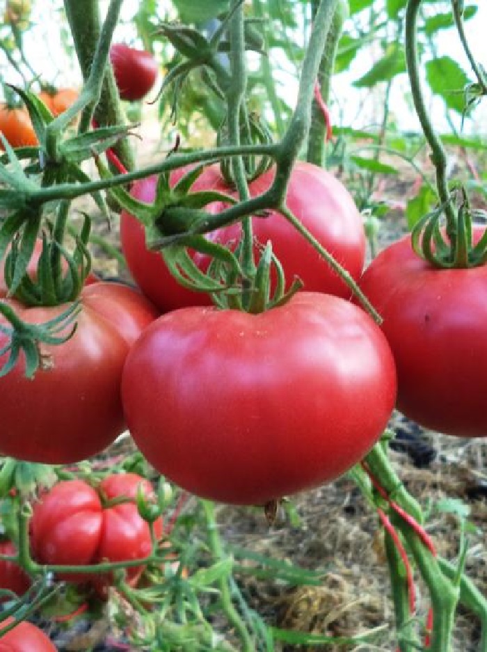 Томат Герцог (Селекция ВХ) F1 0,05 гр цв.п семена томат нуар коктейль f1 селекция вх 0 05г