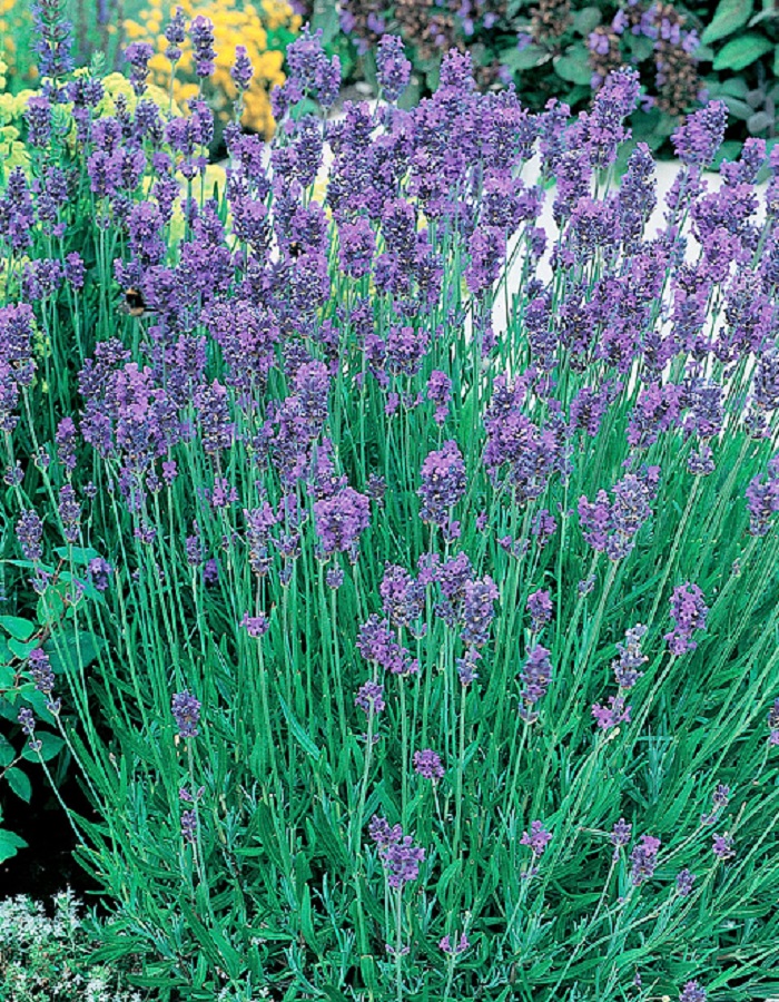 

Лаванда узколистная"Манстед Вариети" 1 шт Р9