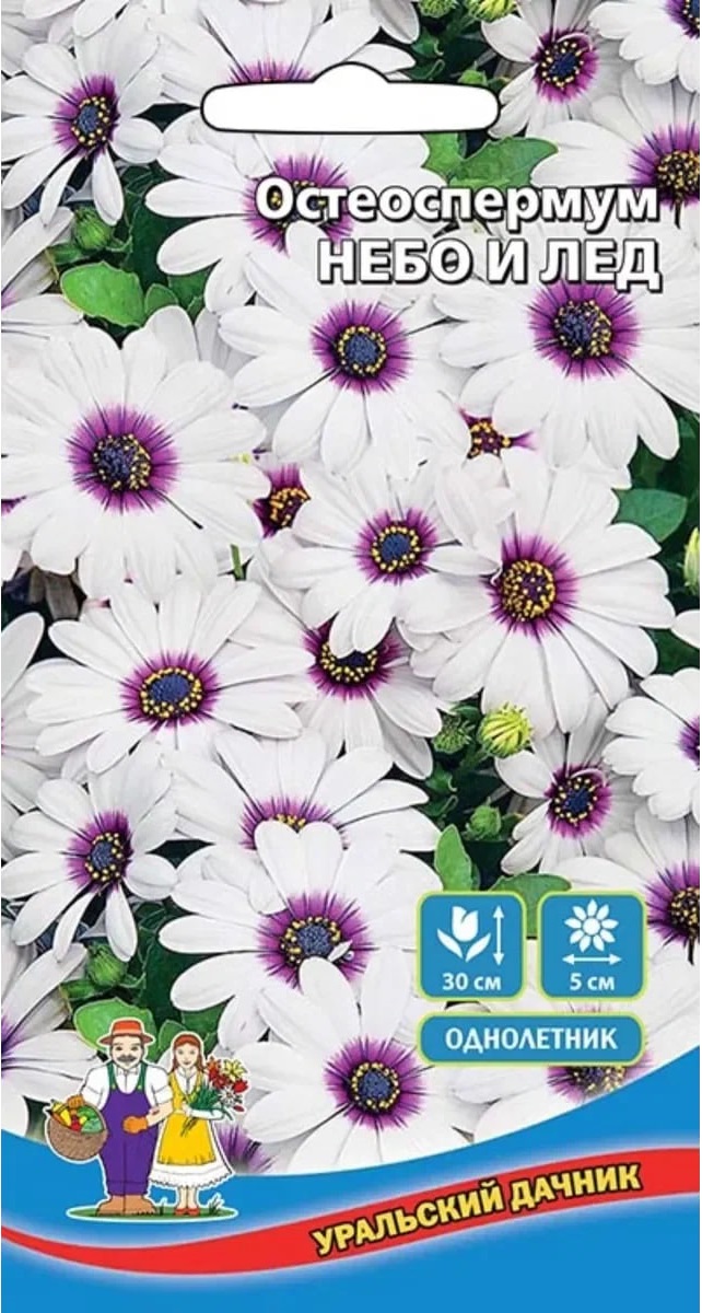 

Остеоспермум Небо и Лед (УД) 0,01 гр цв п