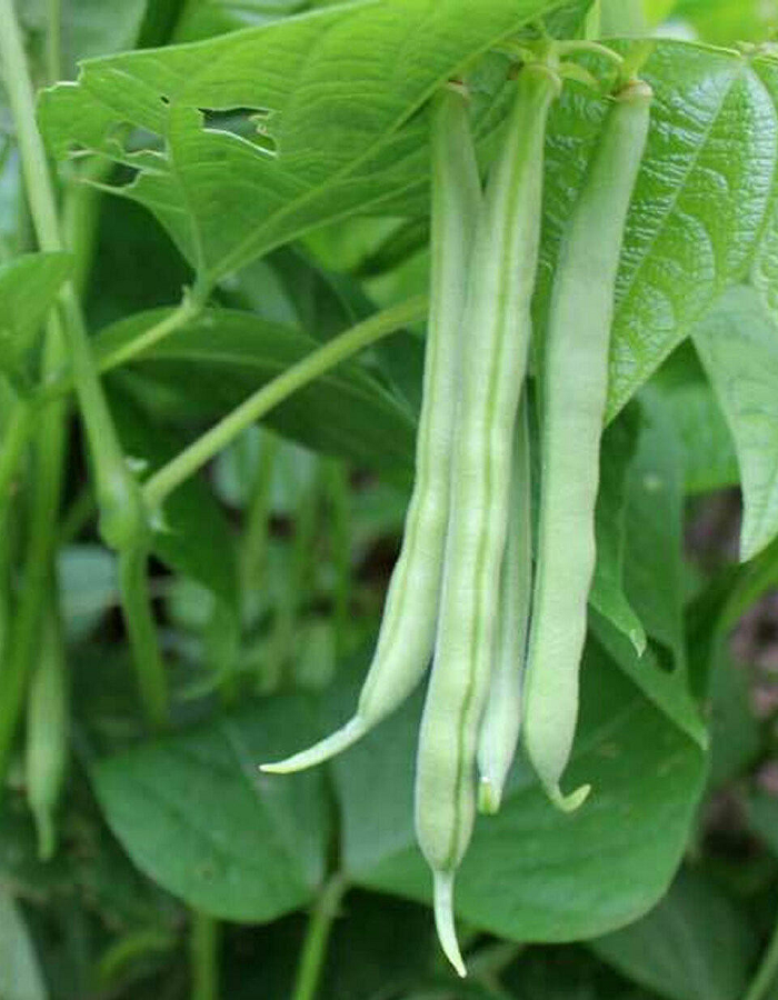 Фасоль Весеннее чудо - сахарная (УД) 10 шт цв.п. семена овощей фасоль сахарная клавдия