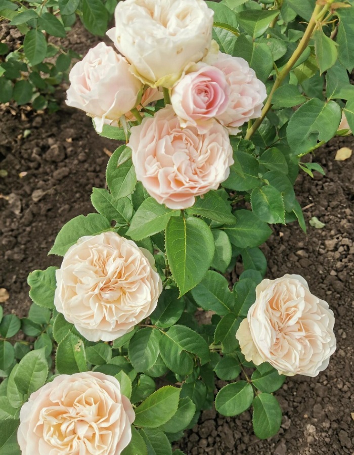 

Роза чайно-гибридная Шифон