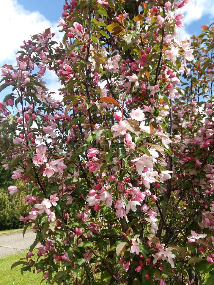 

Яблоня декоративная Ред обелиск