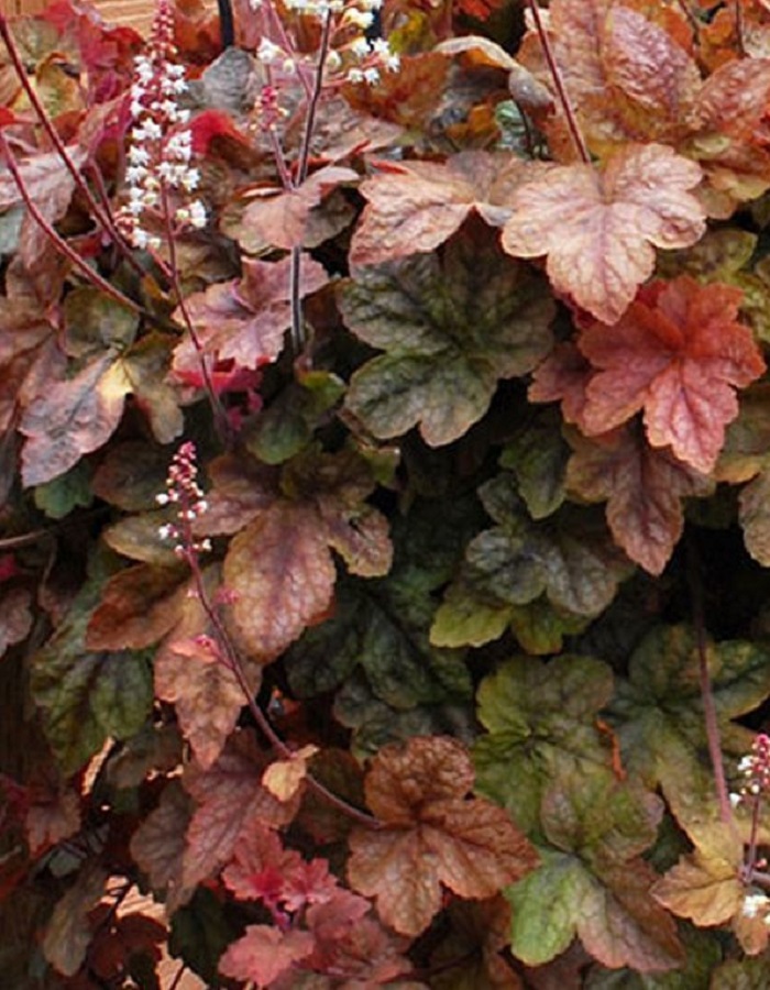 

Гейхерелла Редстоун Фоллс ASF 1 шт Р9