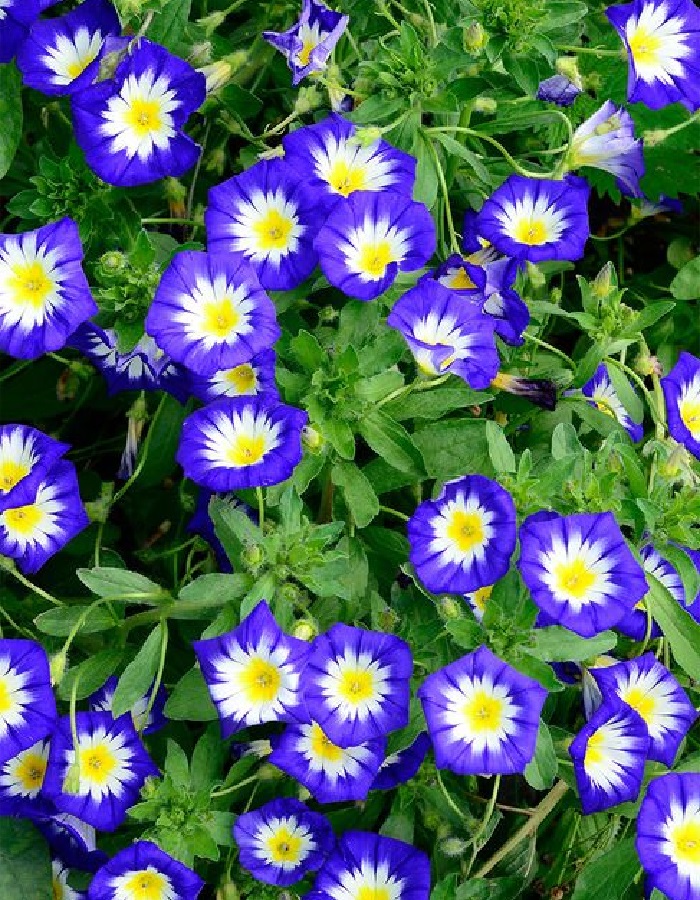 

Вьюнок трехцветный Синий вальс (УД) 0,15 гр