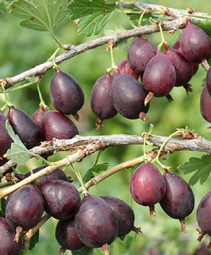 

Крыжовник Кооператор